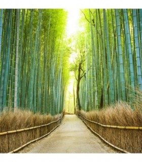 Fotomural Camino de bambú 2P