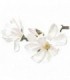 Flor en blanco