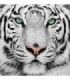 Fotomural Tiger 2P