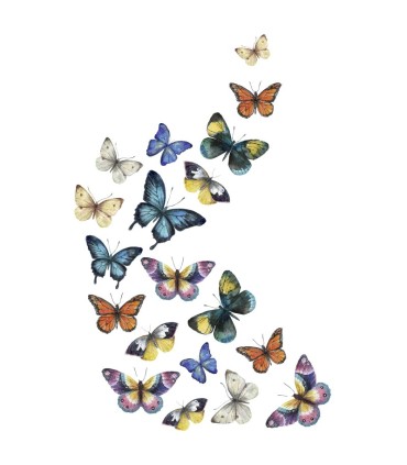 Butterflies